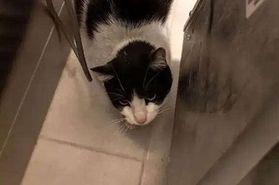 Animaux trouvés Strasbourg, photo: Chat noir et blanc trouvé Parc de l'Étoile
