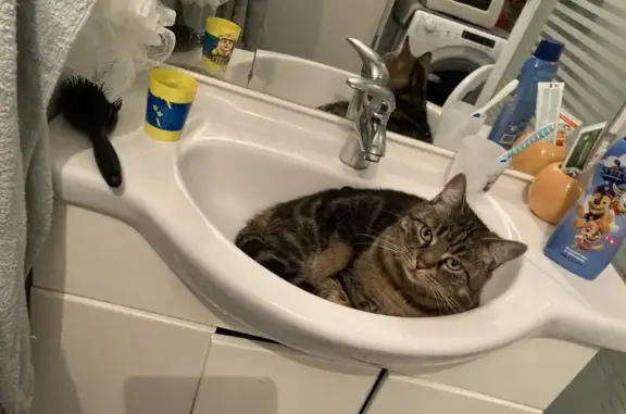 Chat perdu, Lannemezan, photo: Chat tigré disparu à Lannemezan