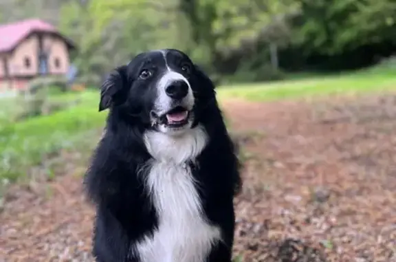 Border Collie perdu, 7 ans, Albertville - photo
