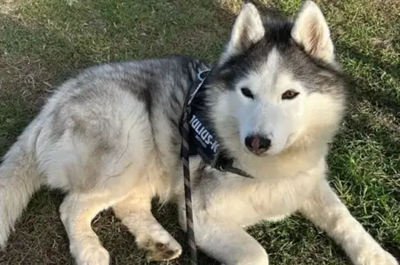 Animaux perdus Saint-Paul-de-Jarrat, photo: Husky gris disparu à Saint-Paul-de-Jarrat