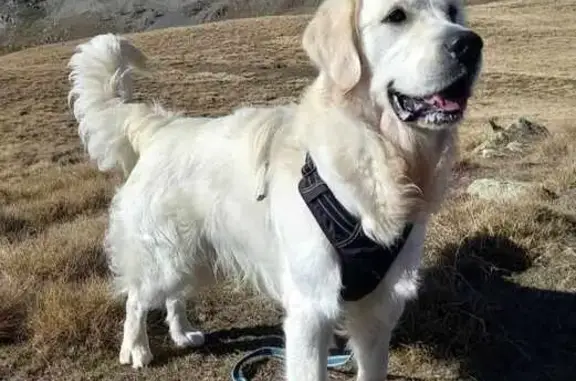 Golden retriever blanc perdu à Gattières - photo