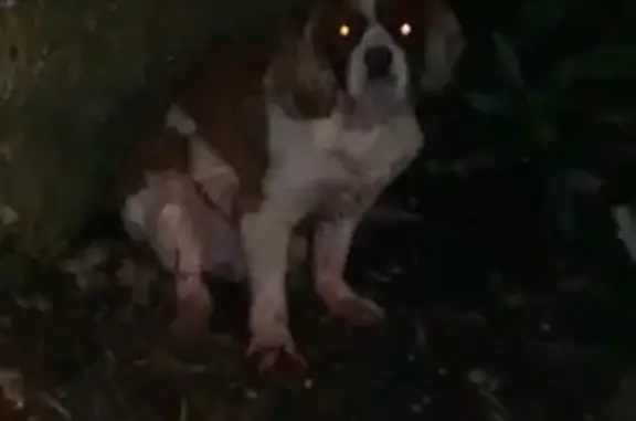Chien trouvé : mâle Cavalier King Charles - photo