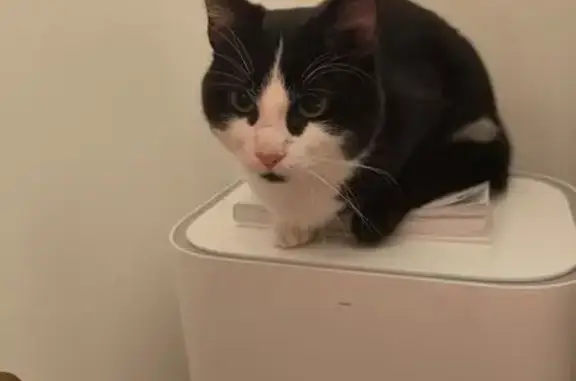 Jeune chat noir et blanc trouvé à Compiègne - photo