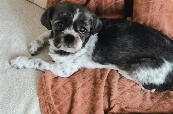 Chienne Shih Tzu perdue à Piblange - photo