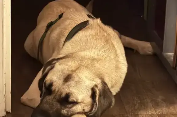 Chienne Kangal beige perdue à Bègles - photo