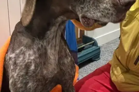 Chienne âgée trouvée affamée à Pornic - photo