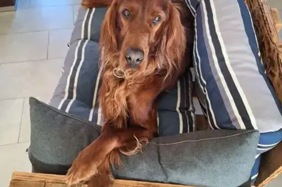 Setter irlandais marron perdu à Vézézoux - photo