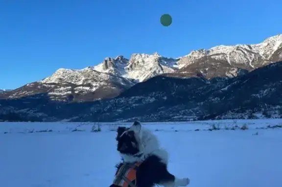 Chien perdu , photo : Berger australien perdu à Villar-Saint-Pancrace