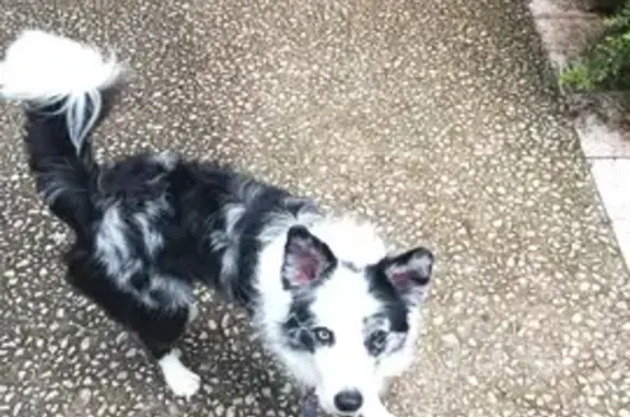 Chien perdu Saint-Restitut, photo : Tibou, border collie disparue à Saint-Restitut