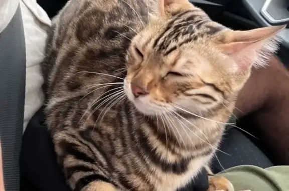 Animaux perdus Toulon, photo: Chat Bengal perdu à Toulon Centre