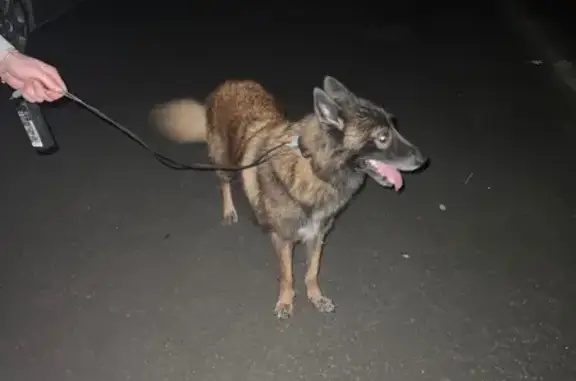 Chien trouvé , photo: Chien mâle type berger trouvé à Thèreval