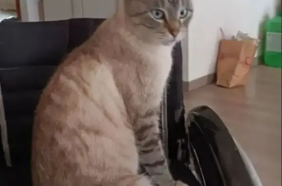 Animaux perdus , photo: Chat crème perdu à Woustviller