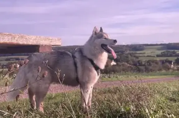 Chien perdu , photo : Husky gris 4 ans perdu à Chambrey