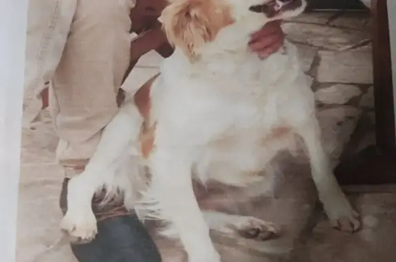 Chien perdu Therdonne, photo : Épagneul breton perdu à Therdonne
