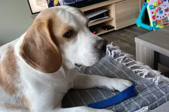 Chien perdu Ploërmel, photo : Beagle perdu à Ploërmel : Marley