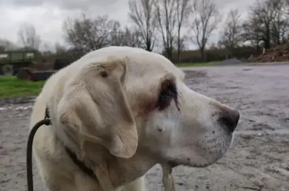 Chien trouvé Saffré, photo: Chien blessé trouvé à La Bouzenaie