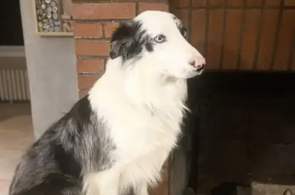 Chien perdu Gelos, photo : Chien Border Collie perdu à Gelos
