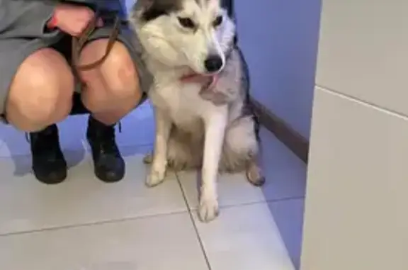 Animaux trouvés , photo: Husky trouvé avec AirTag à Ringendorf
