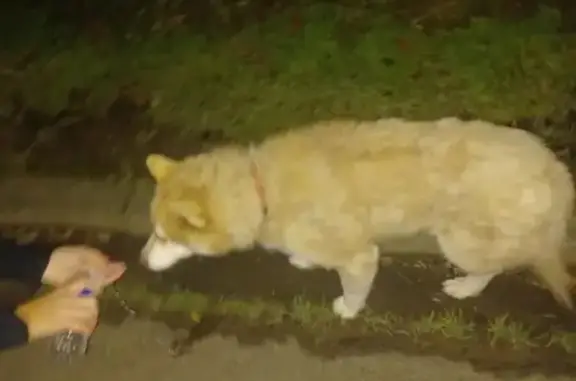 Husky blanc-roux trouvé à Marœuil - photo