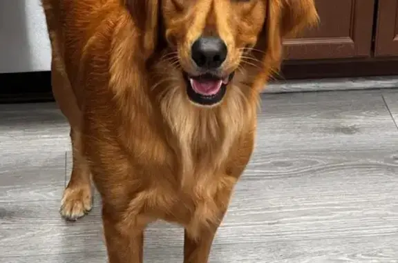 Help Find Willow: Lost Golden Labrador!