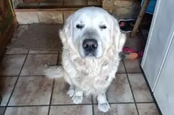 Chien perdu Tanneron, photo : Golden mâle 10 ans disparu à Tanneron