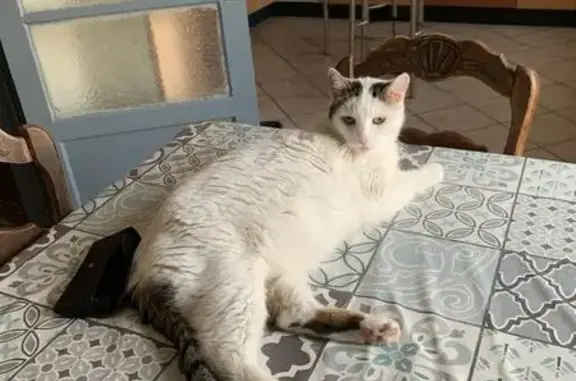 Animaux perdus Chamalières, photo: Chat perdu à Chamalières : Youri, vieux et pucé