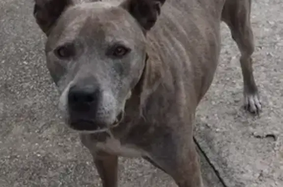 Lost Blue Brindle Pitbull in Ocala