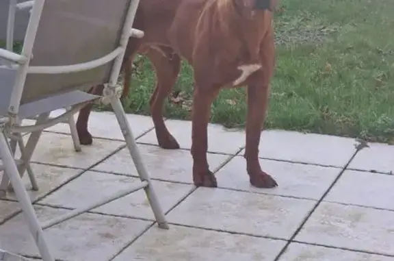 Chien craintif trouvé à Estrées-Saint-Denis - photo