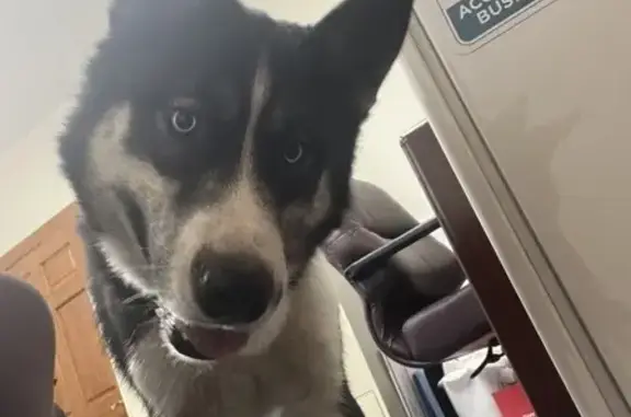 Lost Husky Niko: Black Spot on Nose