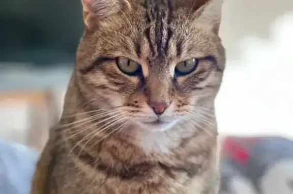 Chat perdu à Puy-l'Évêque, Occitanie - photo