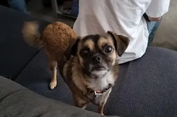 Lost Pug-Chihuahua Mix in San Antonio