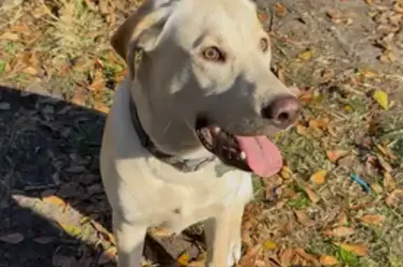 Lost Yellow Lab Puppy on Gould Rd, Augusta