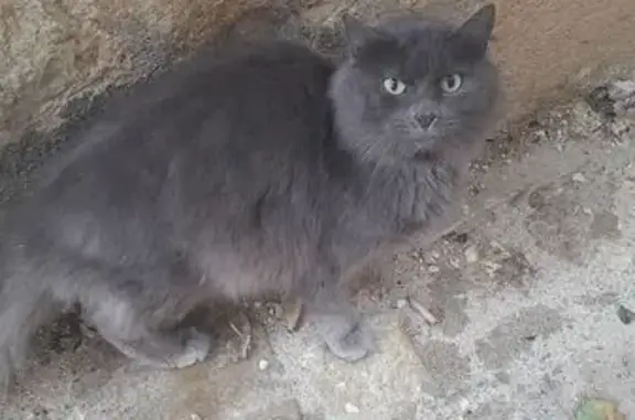 Chat sociable trouvé Rue du Bouquet, Le Mans - photo