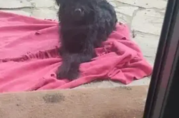 Jeune griffon noir trouvé à Lyon - photo