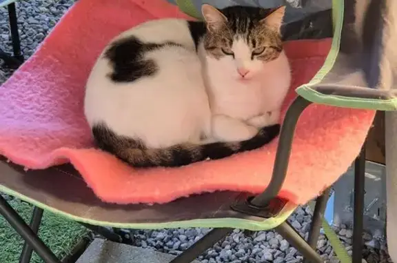 Animaux trouvés Longwy, photo: Chat femelle stérilisée cherche foyer