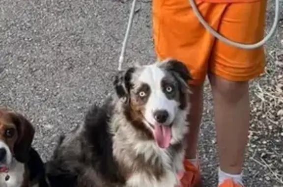 Lost: Blue-Eyed Mini Aussie in St. George