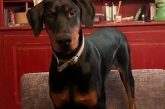 Dobermann 7 mois perdu à Feucherolles - photo
