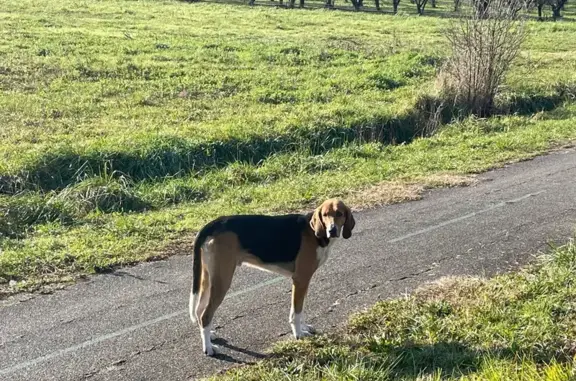 Chien trouvé Bias, photo: Chien errant malade Route des Lacs, Bias