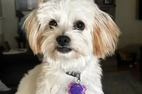 Lost: 8-Month Morkie with Peach Ears