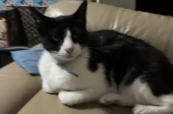 Lost Cat in Boondall: Black & White Beauty