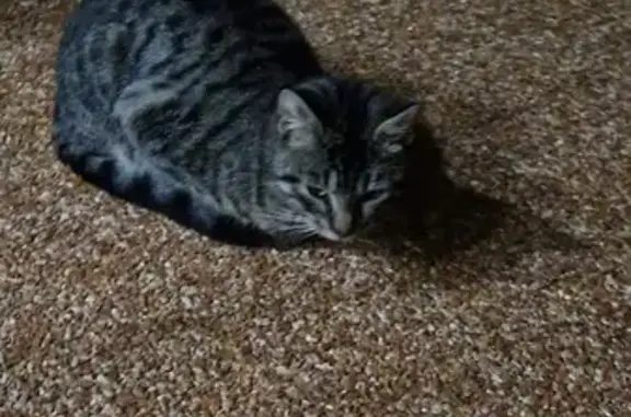Chat jeune trouvé à Hachan, Occitanie - photo