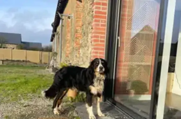Chien mâle type bouvier trouvé à Segré - photo