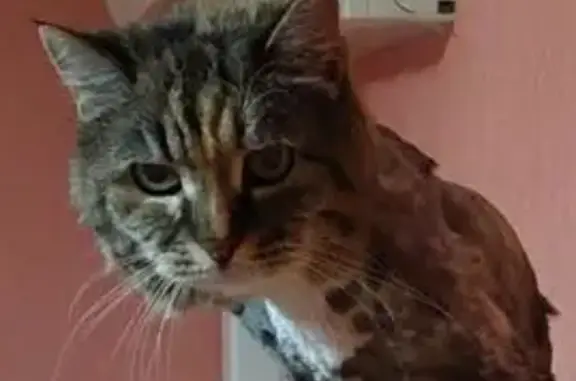 Chatte de 18 ans perdue à Fos-sur-Mer - photo