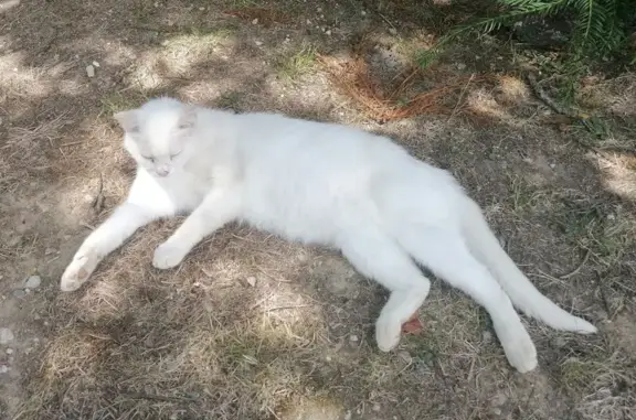 Chat perdu, Priziac ( Priziac ), photo: Gros chat blanc perdu à Priziac