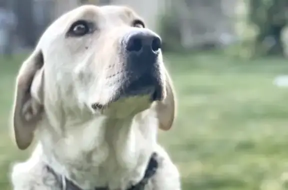 Missing Labrador: White/Yellow, Highland