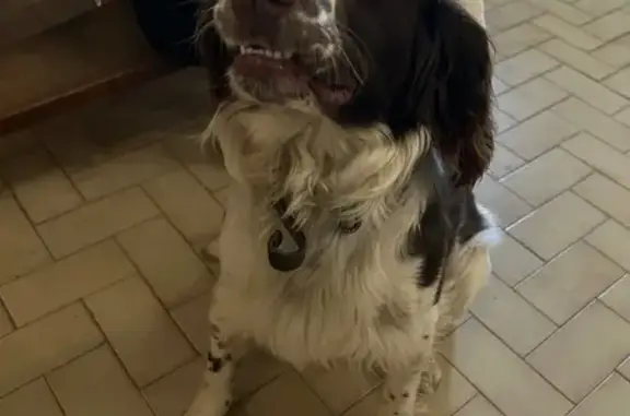 Chien trouvé , photo: Chien marron et blanc trouvé à Rignieux