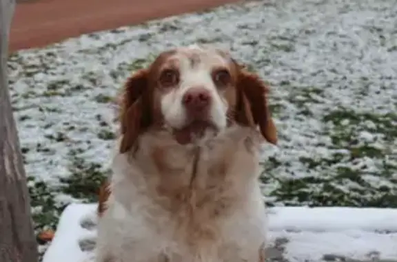 Chien perdu Savigneux, photo : Chienne 12 ans perdue à Savigneux