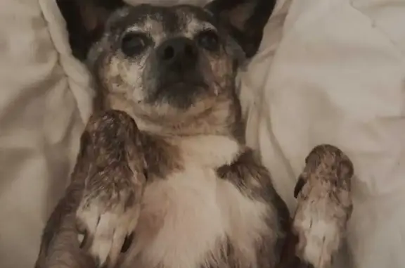 Chien perdu Rennes, photo : Chien bringé disparu au Square du Haut Blosne