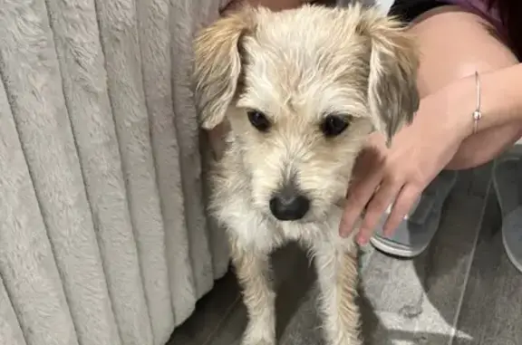 Found Terrier: Black-Tipped Tail, Houston