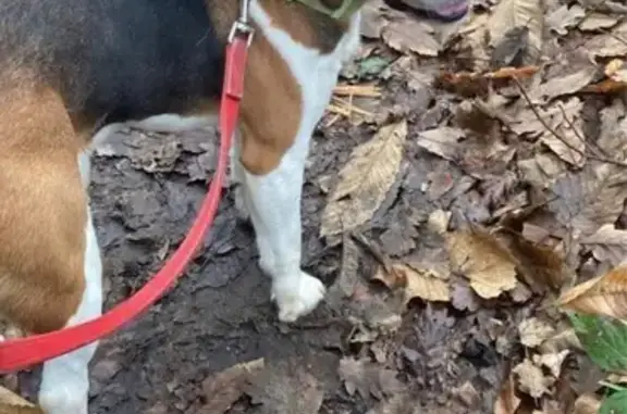Chien trouvé , photo: Beagle mâle trouvé à Viroflay